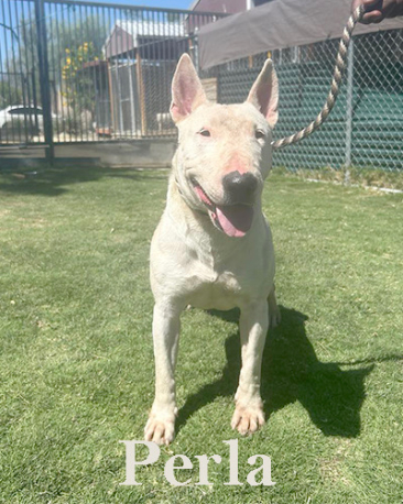 Perla